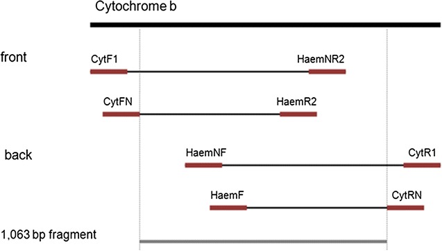 Fig. 1