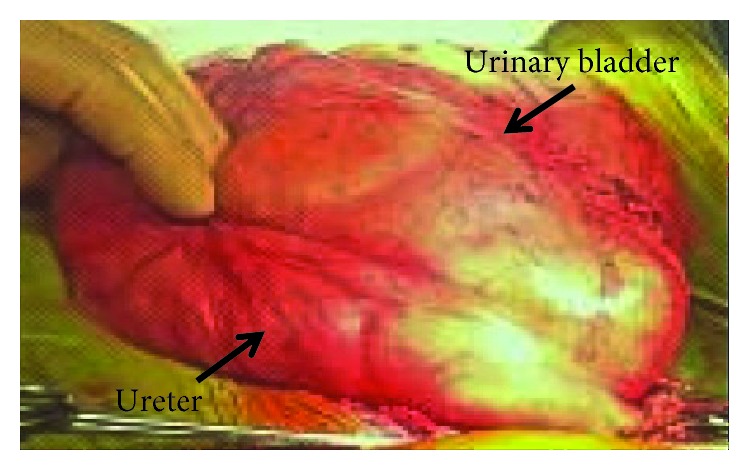 Figure 5