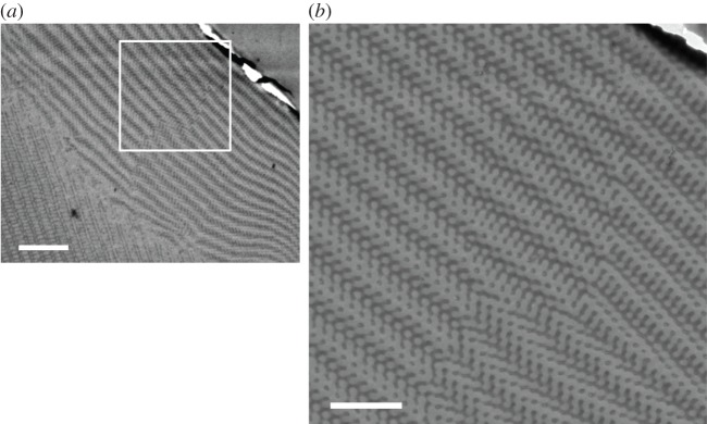 Figure 10.