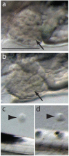 Figure 1—figure supplement 1.