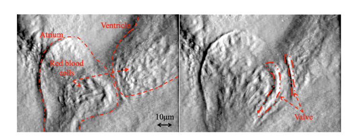 Fig. 8