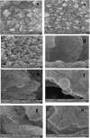 Fig. 11