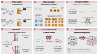 Figure 1. Genetic mechanisms of acquired antifungal resistance in pathogenic fungi. (A) Point mutation in Candida albicans. A single nucleotide substitution in the ERG11 gene (such as Y132H) leads to ...
