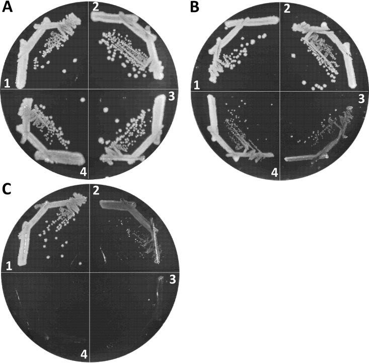 FIG 6