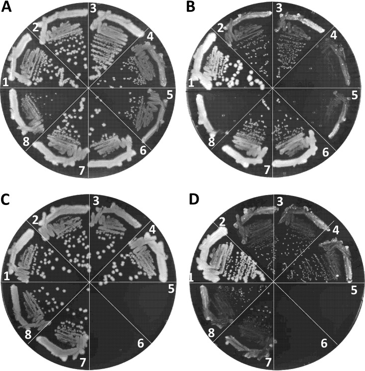 FIG 7