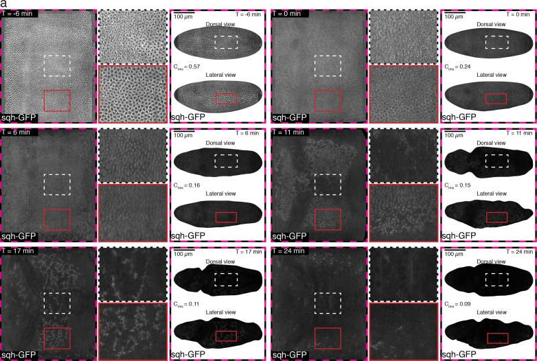 Figure 1—figure supplement 3.