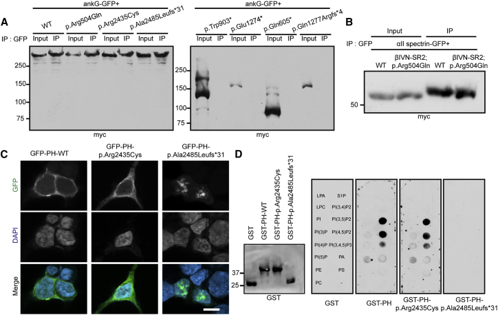 Figure 4