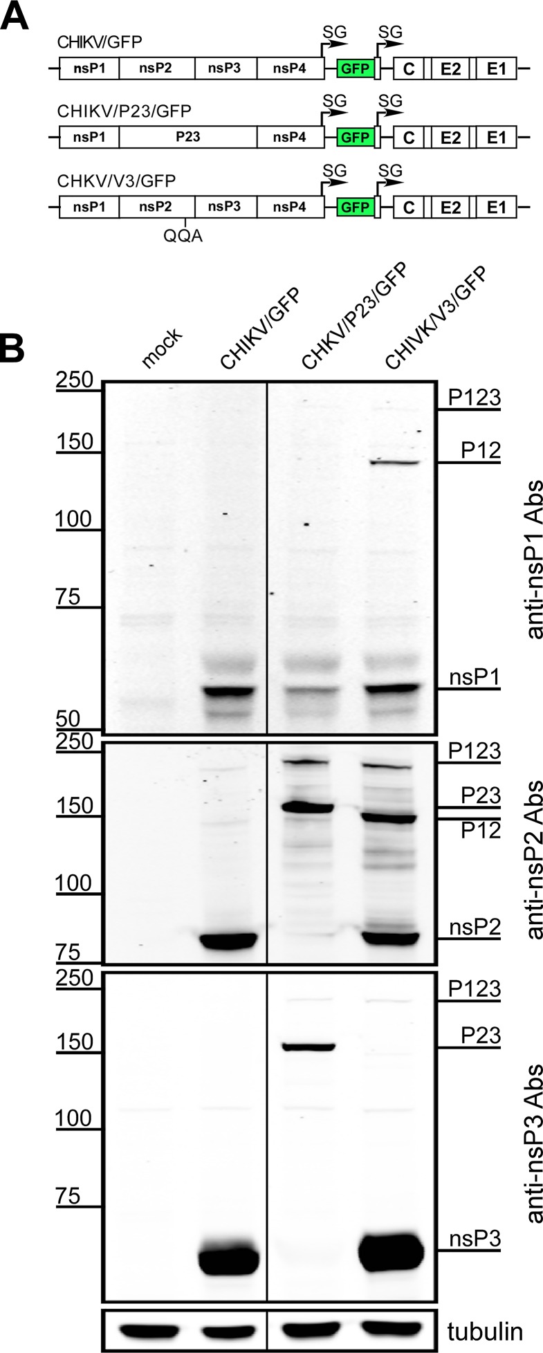 FIG 3