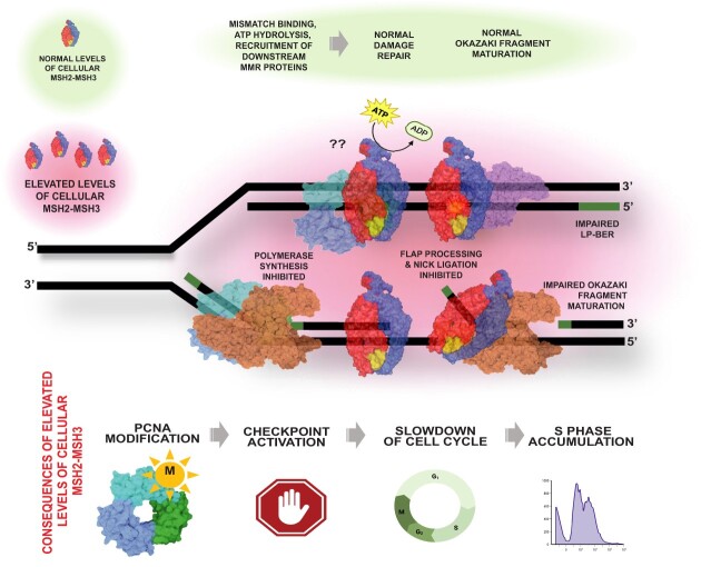 Graphical Abstract