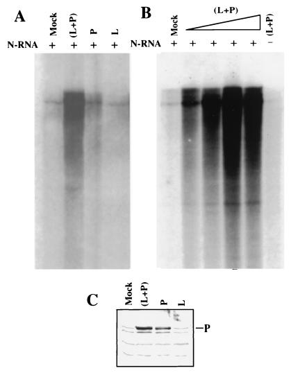 FIG. 1