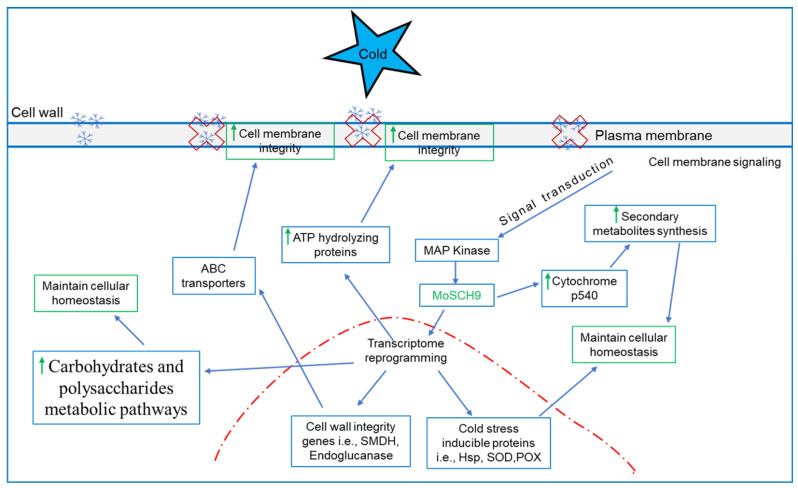 Figure 7