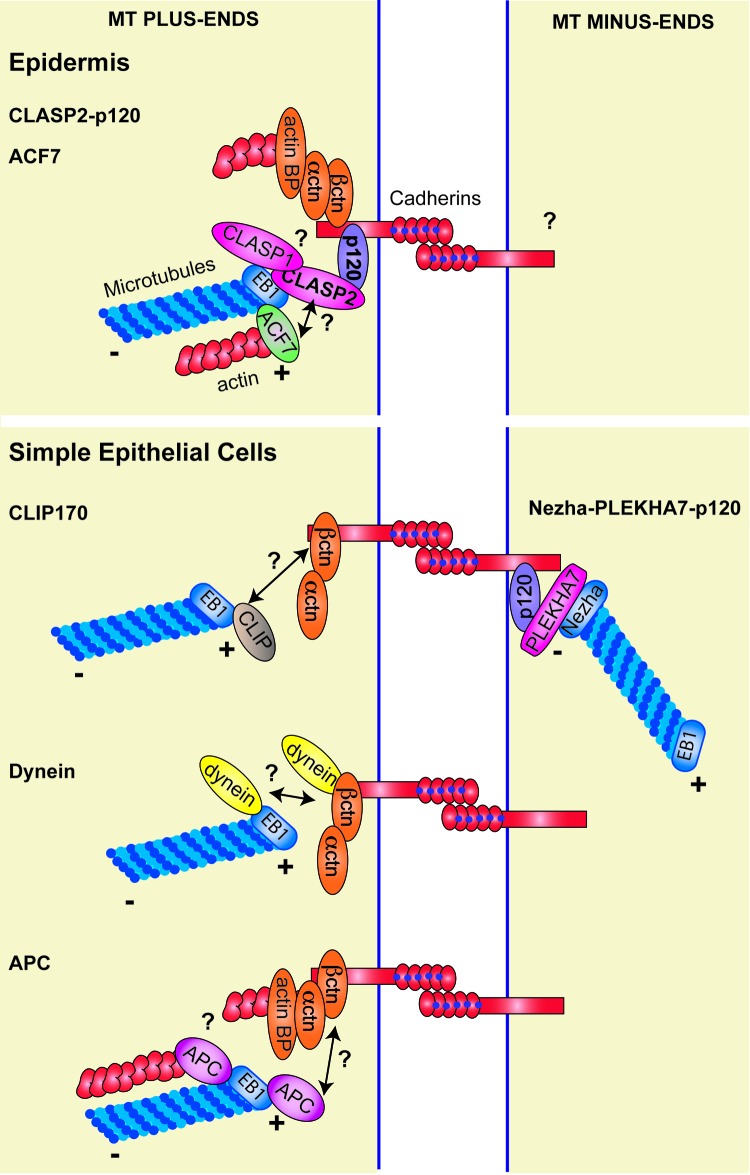 graphic file with name bioa-4-25-g1.jpg