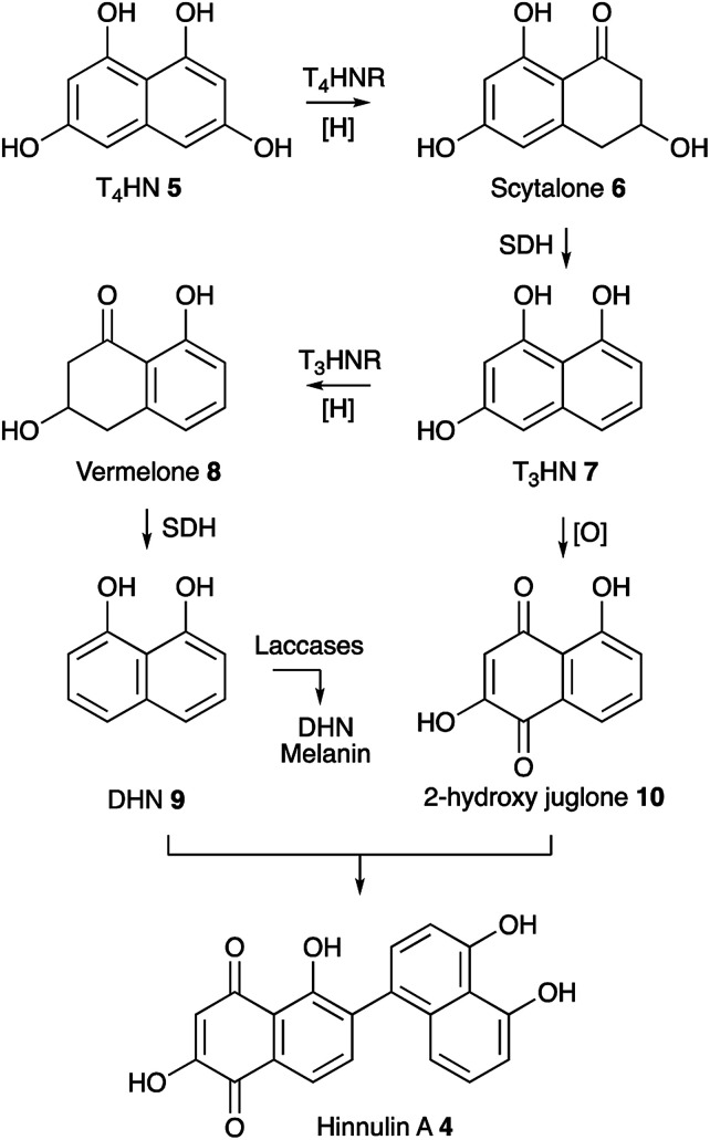 Scheme 1