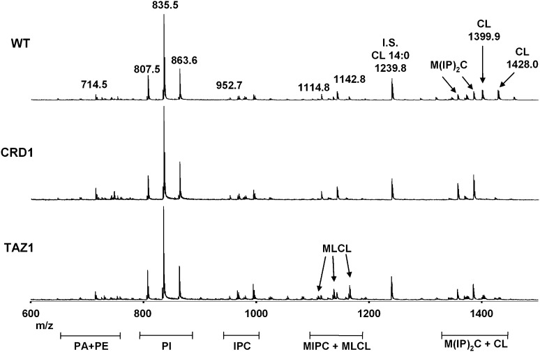 Fig. 2.