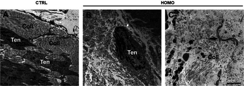 Fig. 6