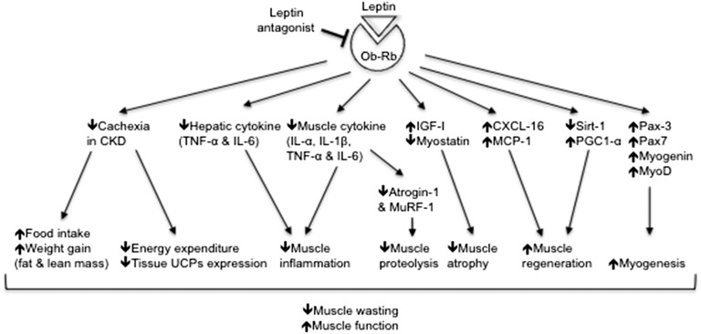 Figure 13.