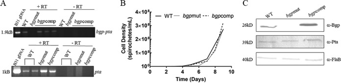 FIG 1