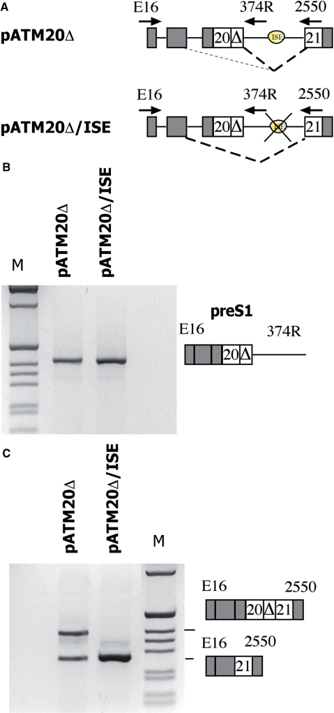 Figure 5.