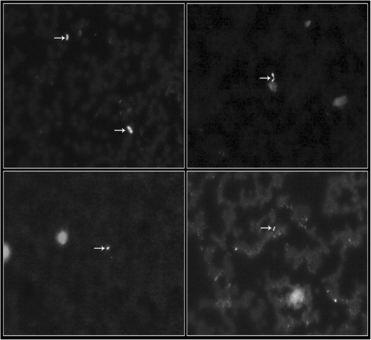 Fig. 1
