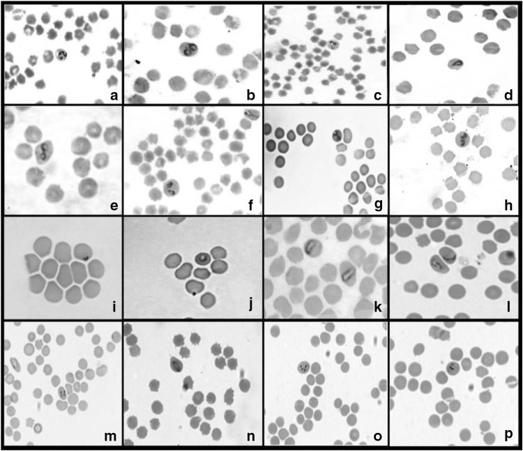 Fig. 2