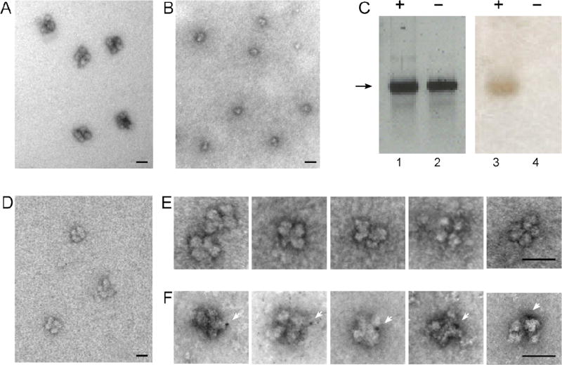 Fig. 11