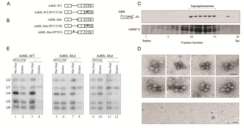 Fig. 10