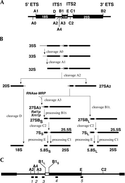 FIGURE 1.