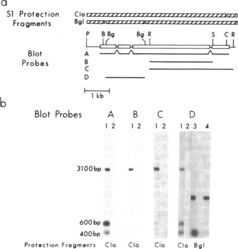 graphic file with name pnas00315-0108-b.jpg