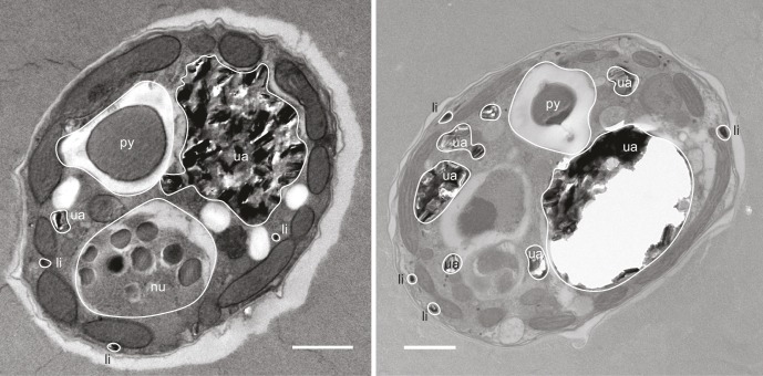 Figure 3—figure supplement 1.