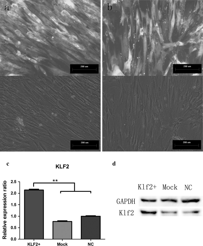 Fig. 2