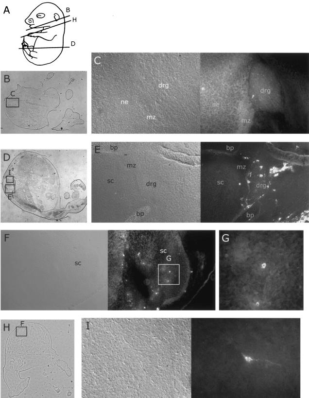 FIG. 4.