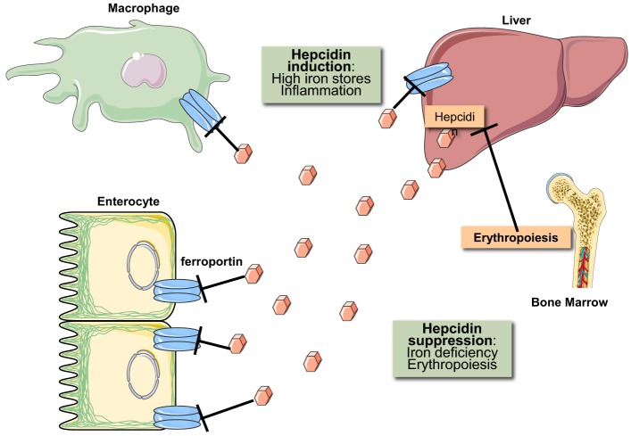 The IRP/IRE system in vivo: insights from mouse models - PMC