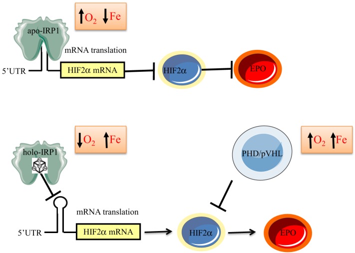 The IRP/IRE system in vivo: insights from mouse models - PMC