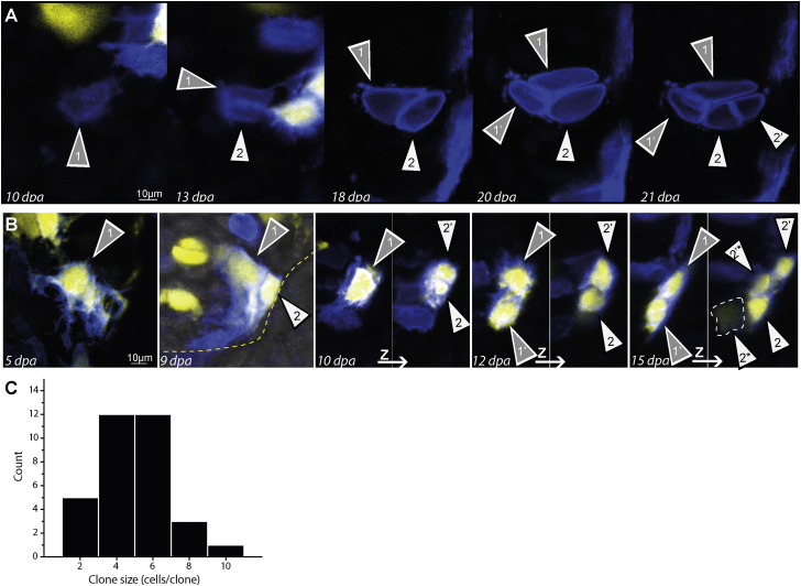 Figure 4