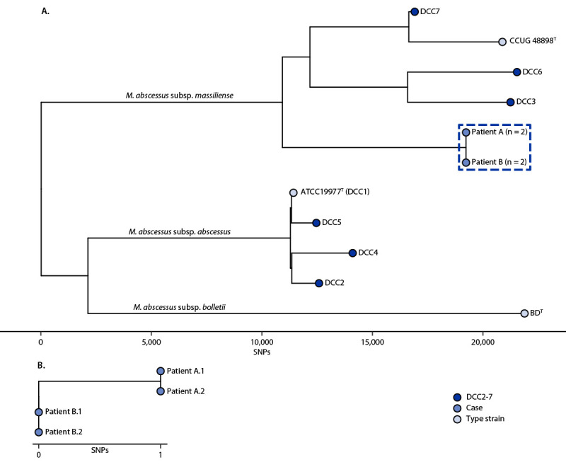 The figure comprises two tree graphs, with one showing Mycobacterium abscessus whole genome phylogeny of dominant circulating clones 1–7 and isolates from patients A and B and the other showing genomic similarity between the first and second whole genome sequencing single nucleotide polymorphisms for isolates from patients A and B associated with receipt of stem cell treatment in Mexico followed by treatment in Arizona and Colorado hospitals during 2022.