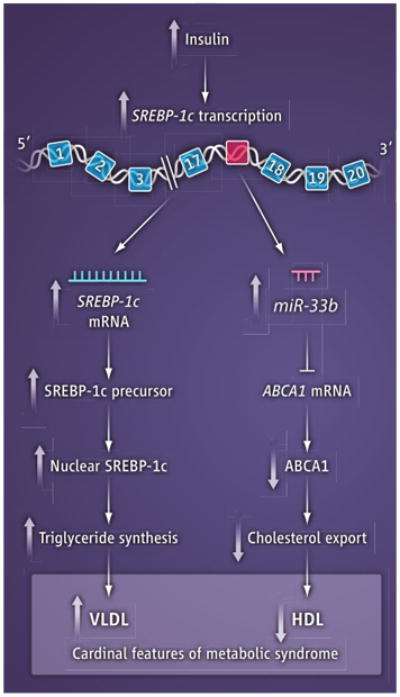 Potential dual role of SREBP in metabolic syndrome