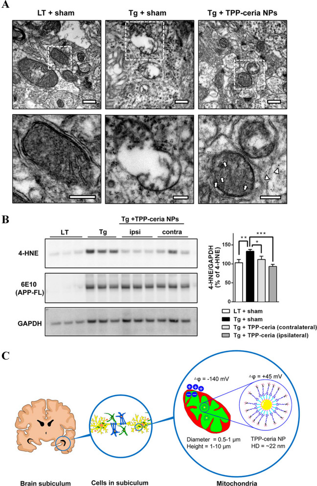 Fig. 12