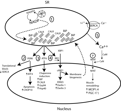 FIGURE 7.