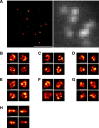 Figure 3—figure supplement 2.