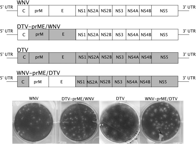 FIG. 2.