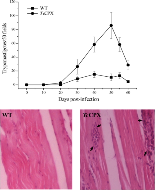 FIGURE 7.