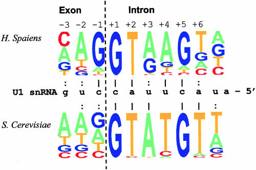 FIGURE 1.