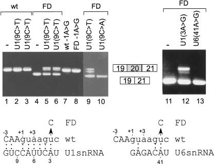 FIGURE 5.