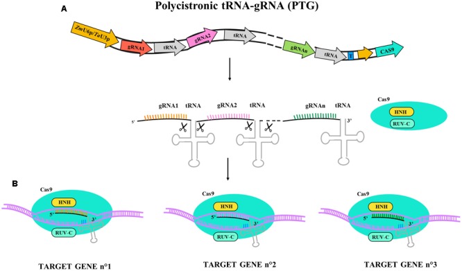 FIGURE 2