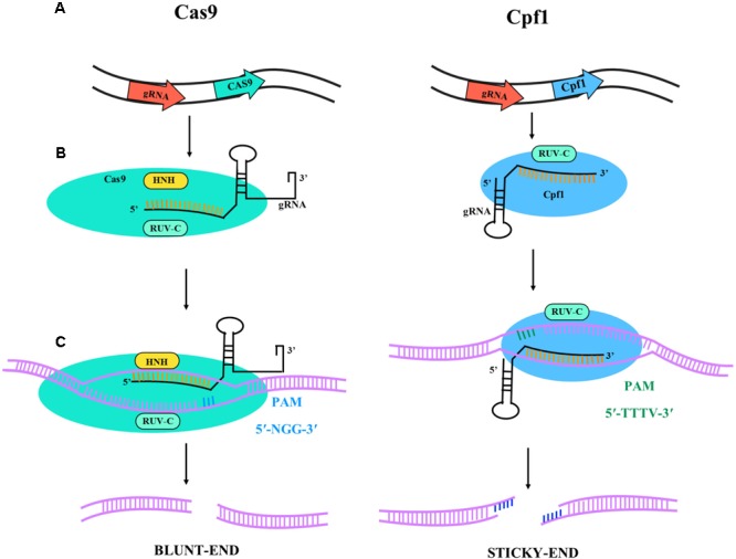 FIGURE 1