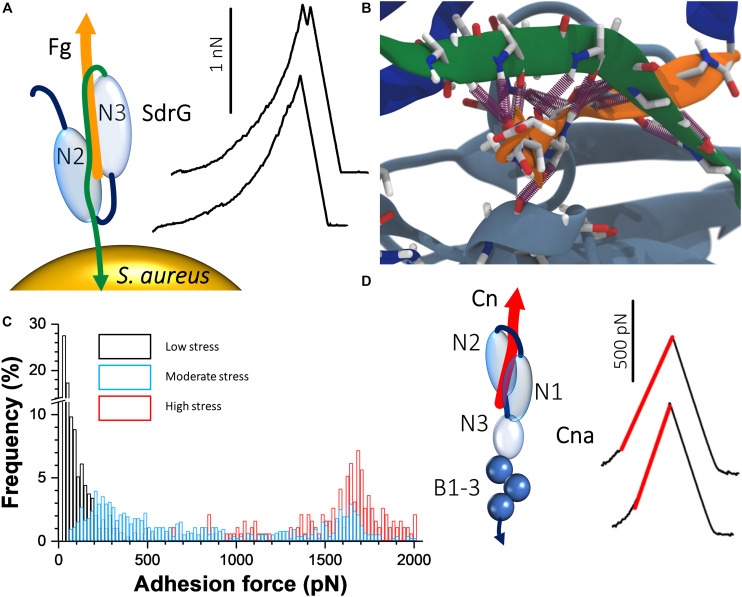 FIGURE 2