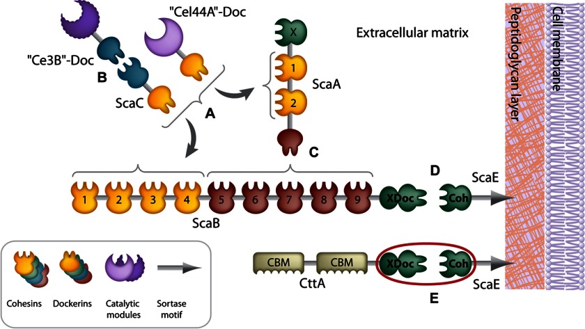 FIGURE 1.