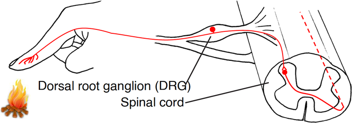 Figure 1 |