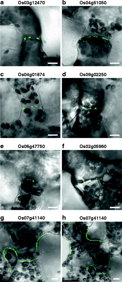 Fig. 6