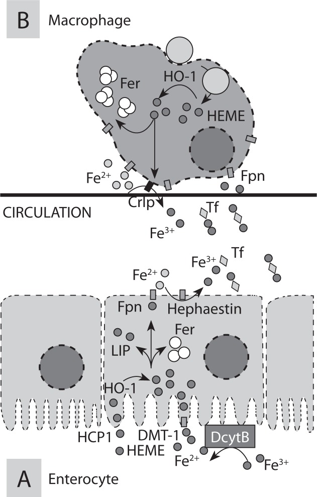 graphic file with name biochem-med-22-3-311-7f2.jpg